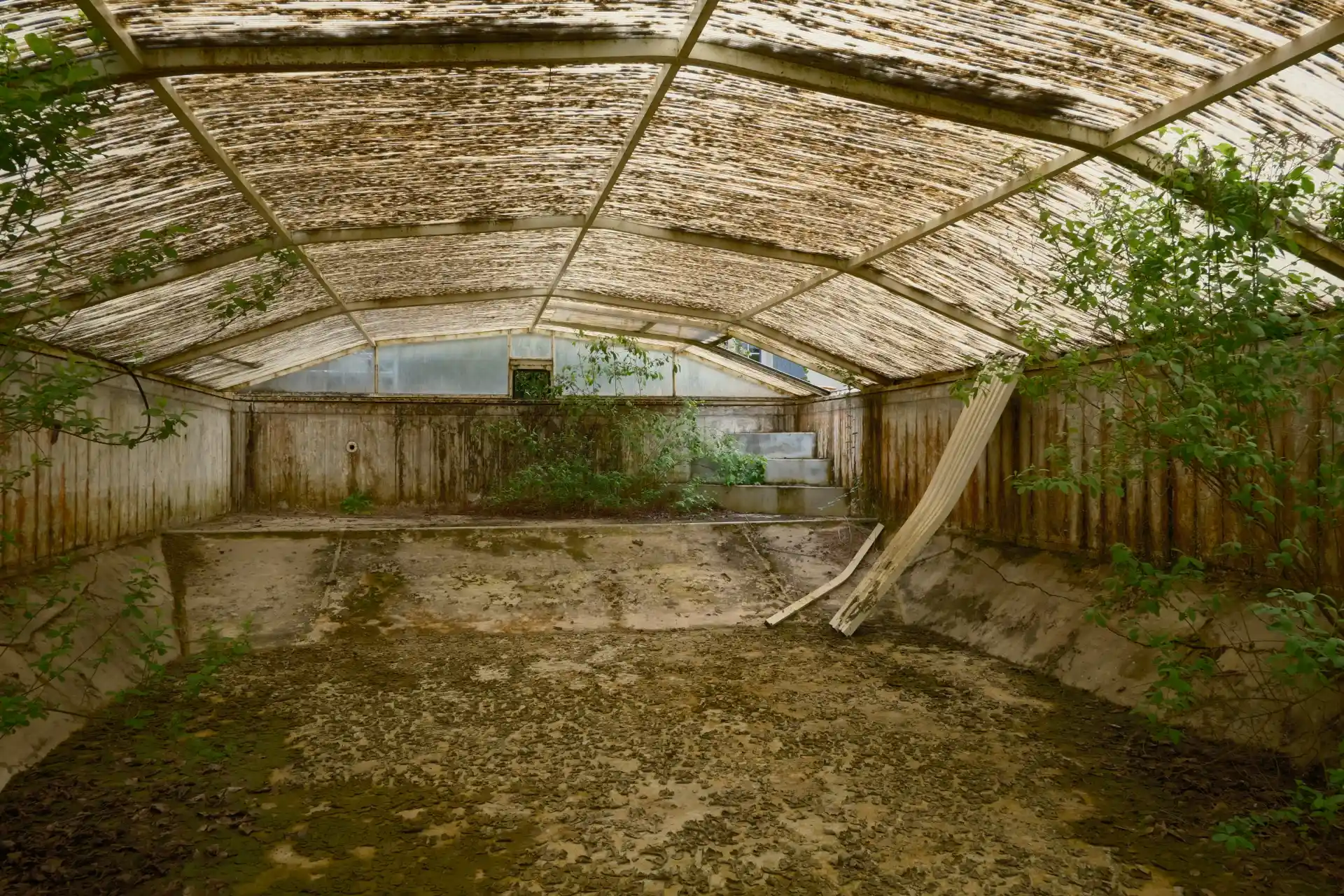 Intérieur d’un bassin de piscine à l’abandon, végétation développée sur le fond et les margelles